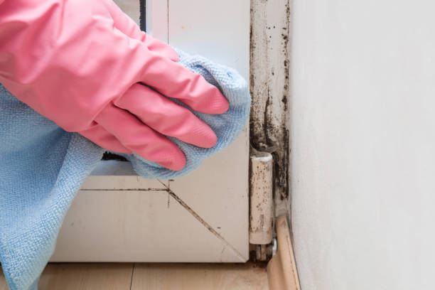 Best White Mold Remediation in Port Monmouth, NJ